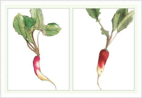 Radishes